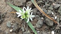 /album/wildflowers/allium-chamaemoly-1-jpg/